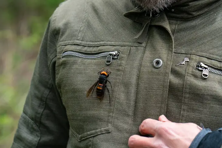 Fly Buzzing Around the House NYT - Insights into House Fly Behavior and Control Measures